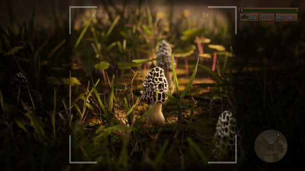 羊肚菌：狩猎/Morels: The Hunt 截图