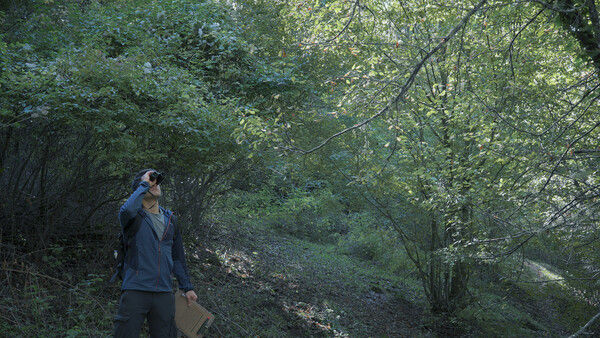 无言之林 Wordless Forest 截图