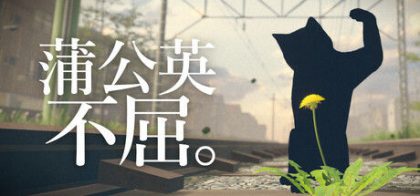 蒲公英不屈。