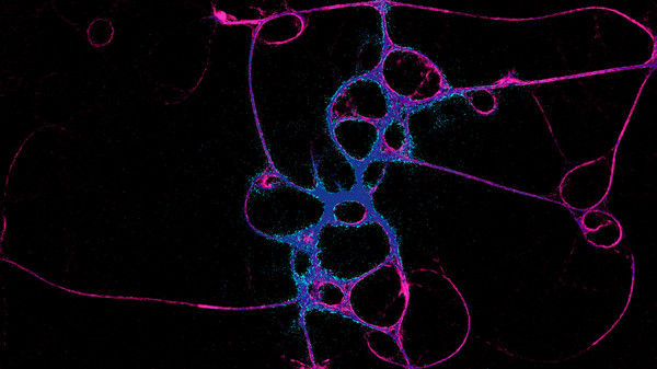 PHYSARUM: Slime Mold Simulator 截图